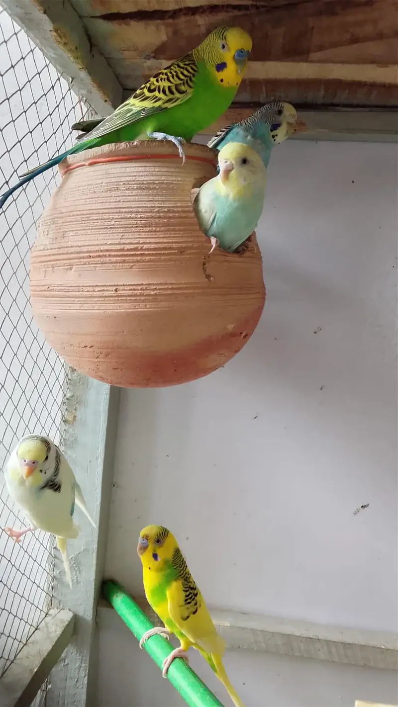 10 budgie 6 egg — photo 2