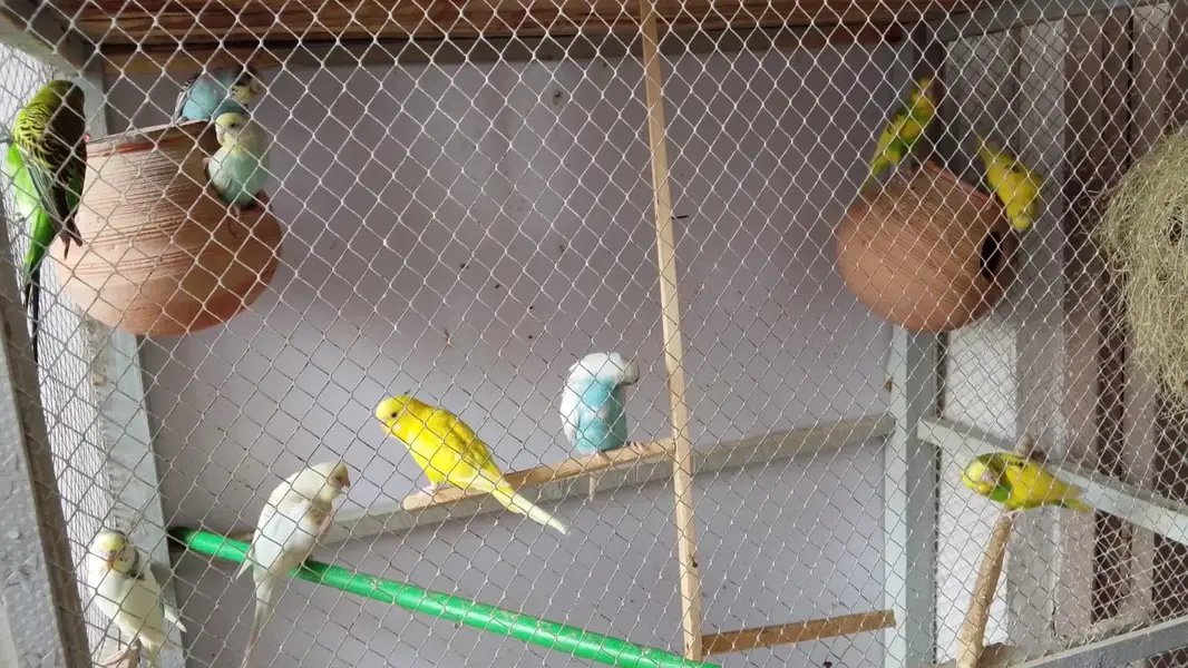 10 budgie 6 egg — photo 3