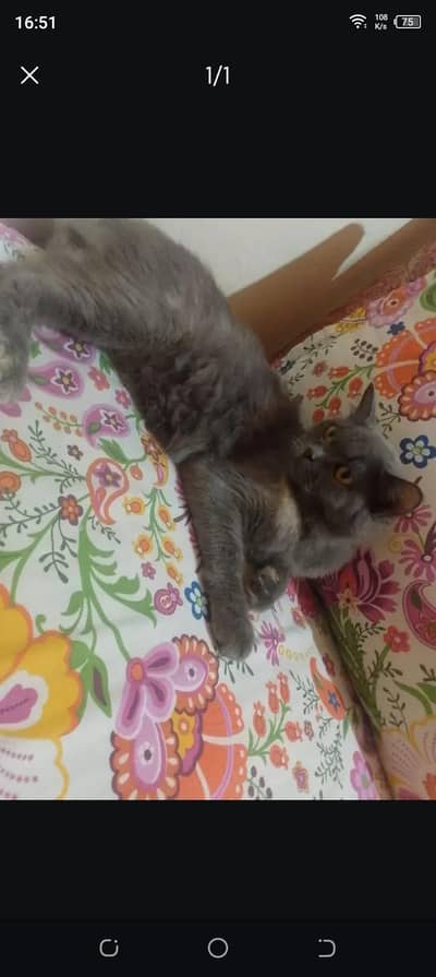 cet for sale Persian