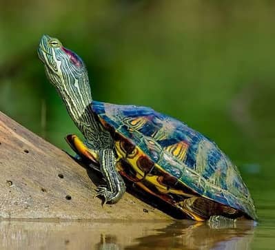 Beautiful and healthy turtles for sale