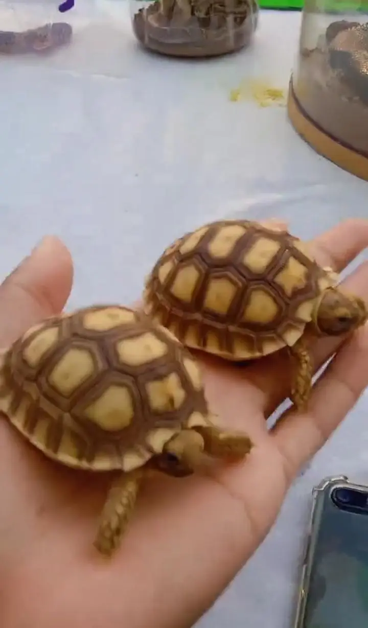 Beautiful and healthy turtles for sale — photo 2