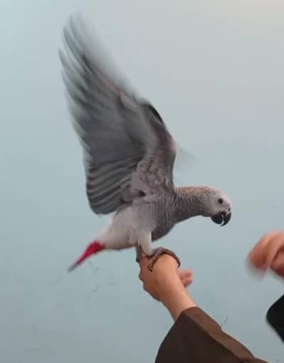 cango African Grey parrot tamed and talking for sale