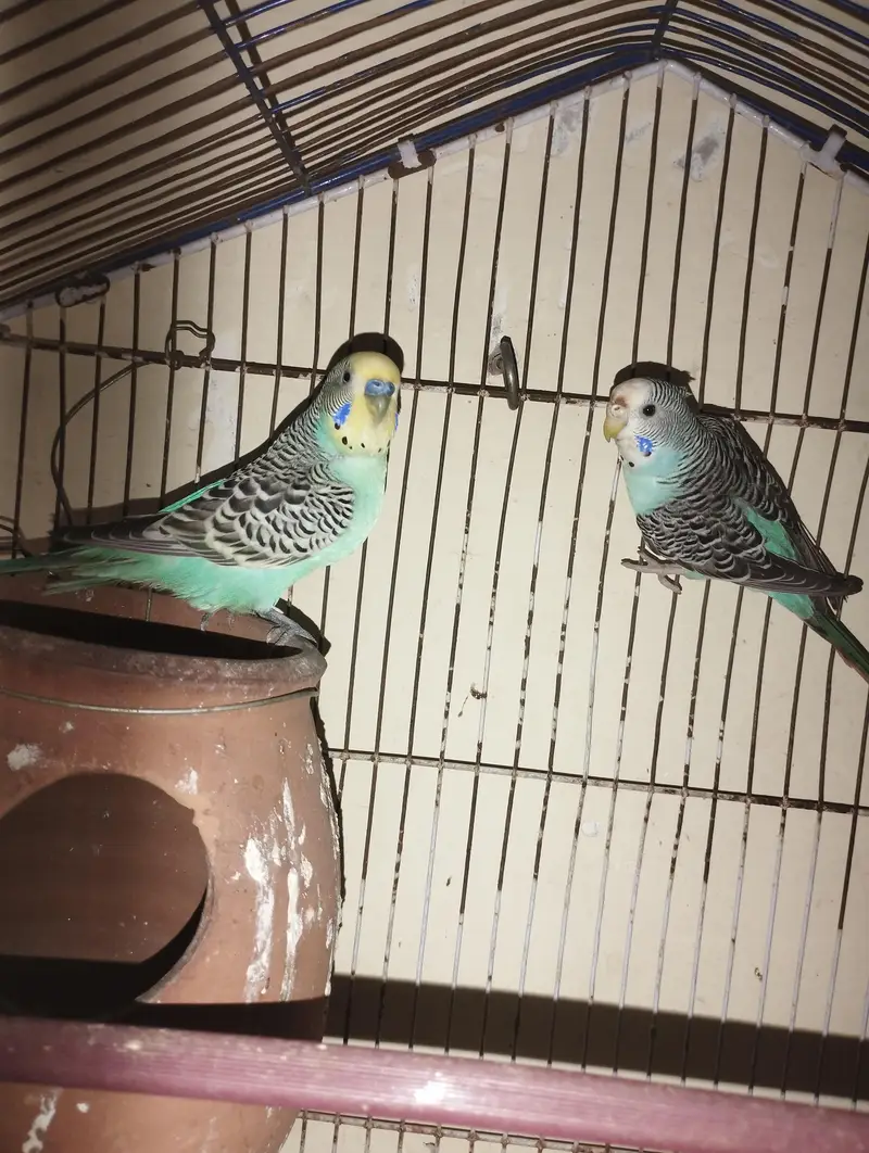 Full bareedr pair ha budige Ka pahla Ka egg dia ha — photo 2