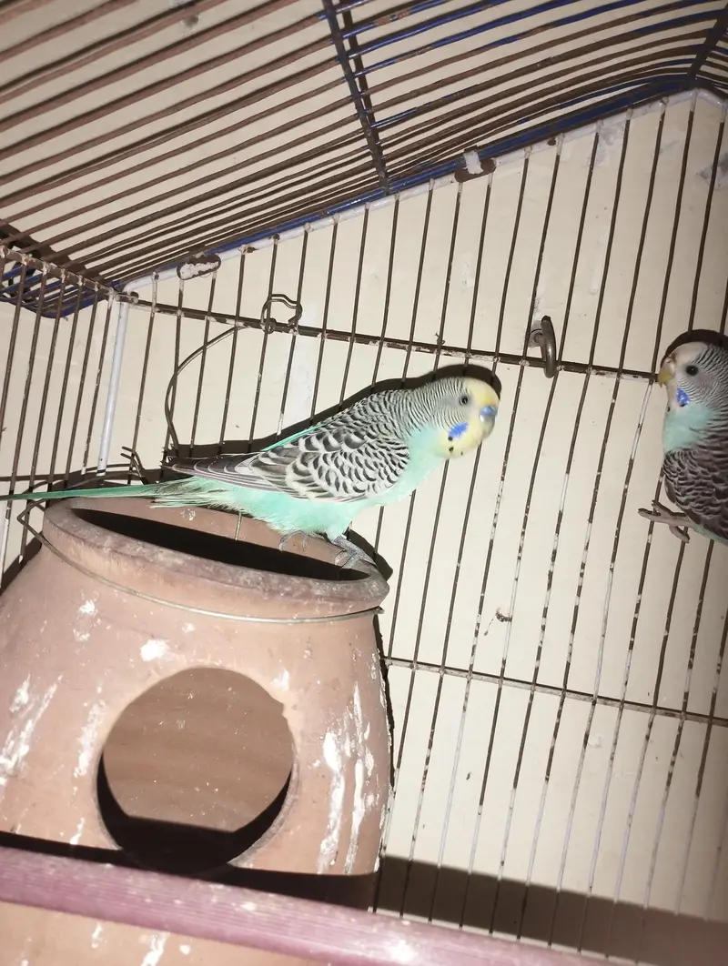 Full bareedr pair ha budige Ka pahla Ka egg dia ha — photo 3
