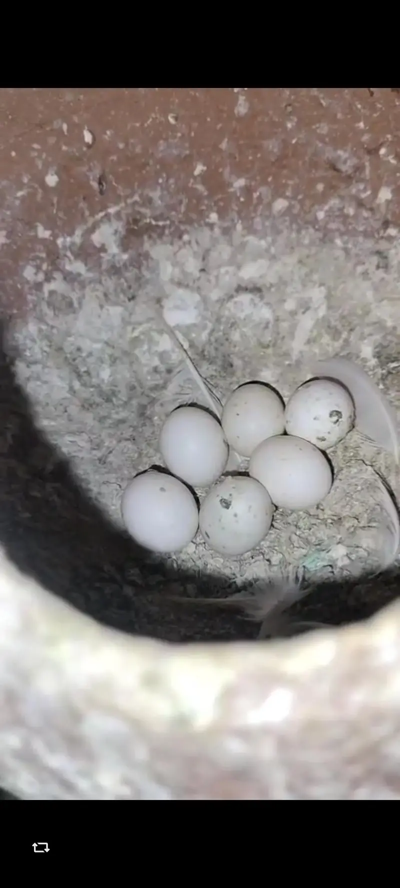 Full bareedr pair ha budige Ka pahla Ka egg dia ha — photo 4