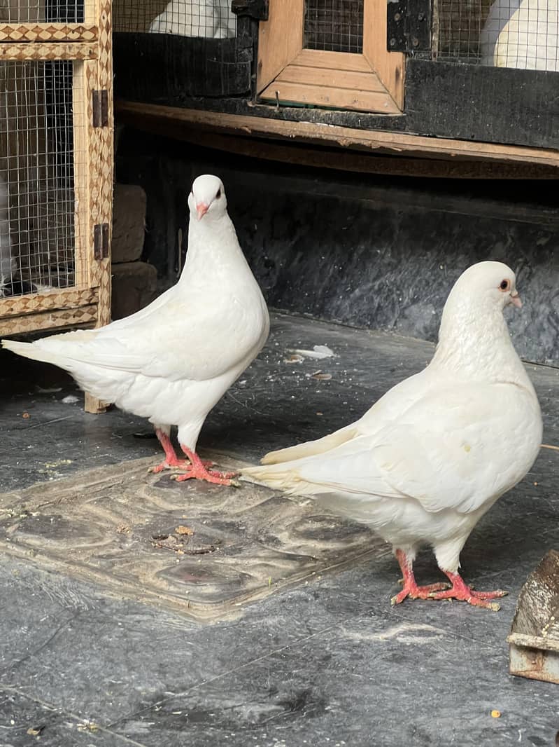 King Breader Pair A+ Quality 5
