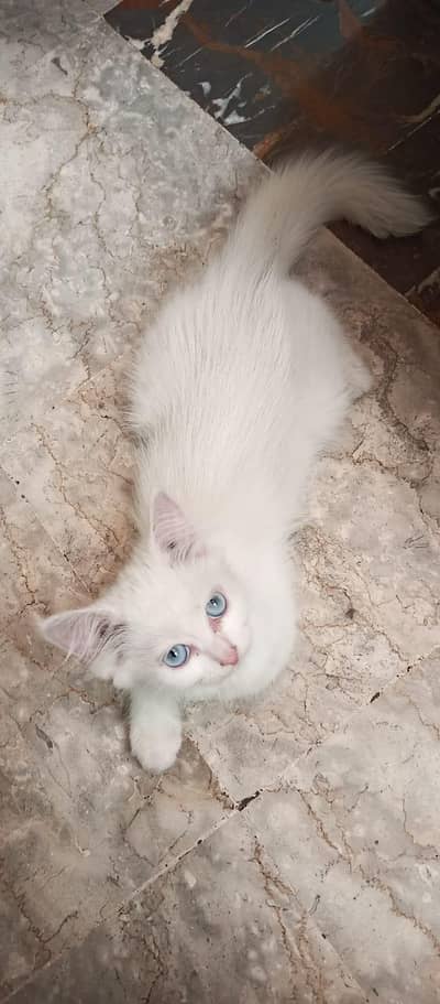 Persian Kittens