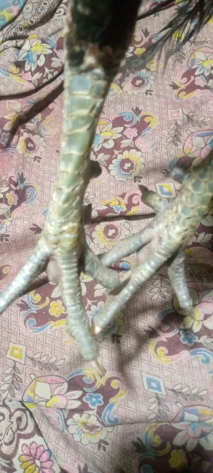 aseel murga kana — photo 3