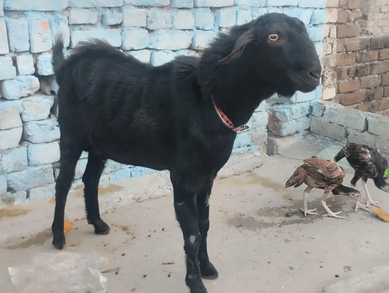 Kanj black