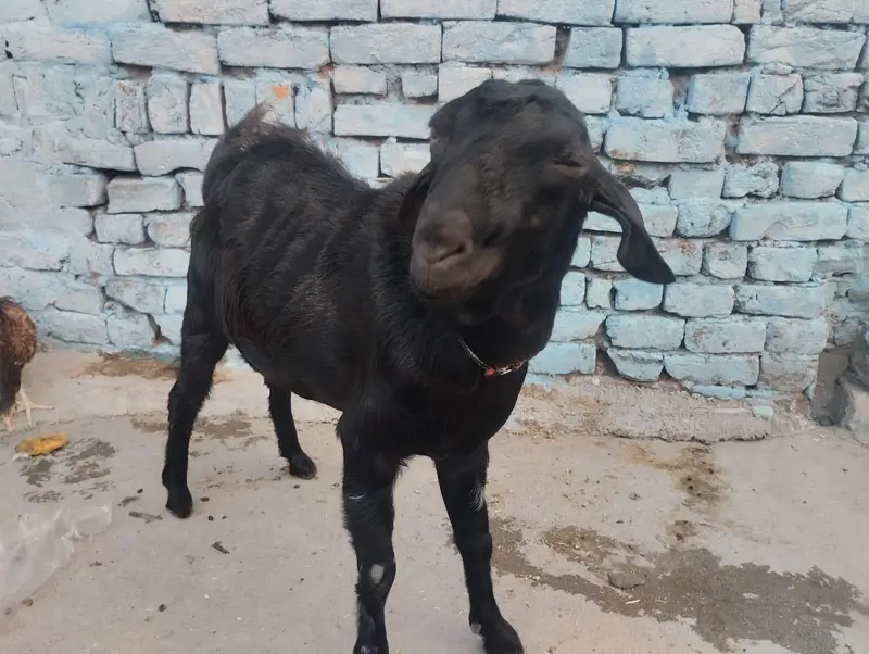 Kanj black — photo 3