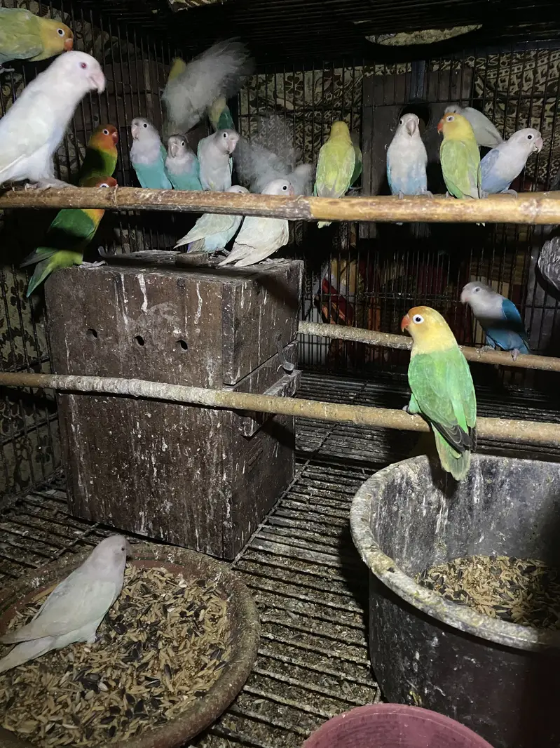 Lovebirds for saoe — photo 2
