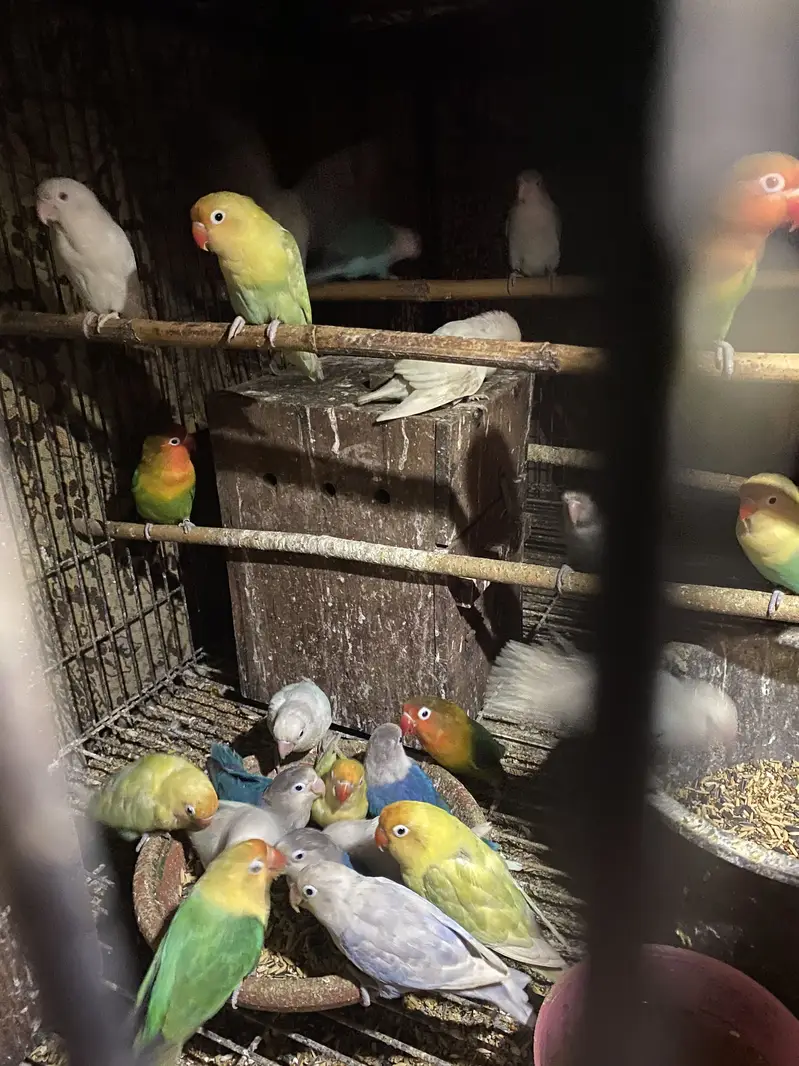 Lovebirds for saoe — photo 3