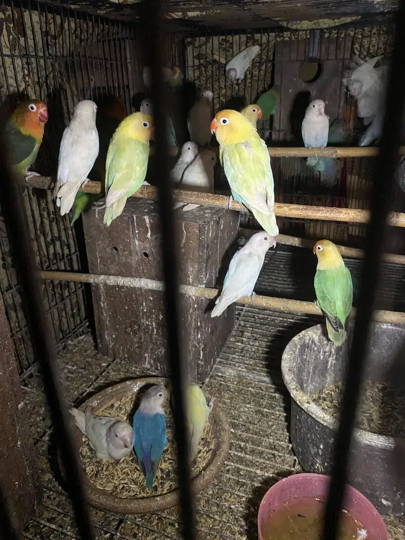 Lovebirds for saoe — photo 4