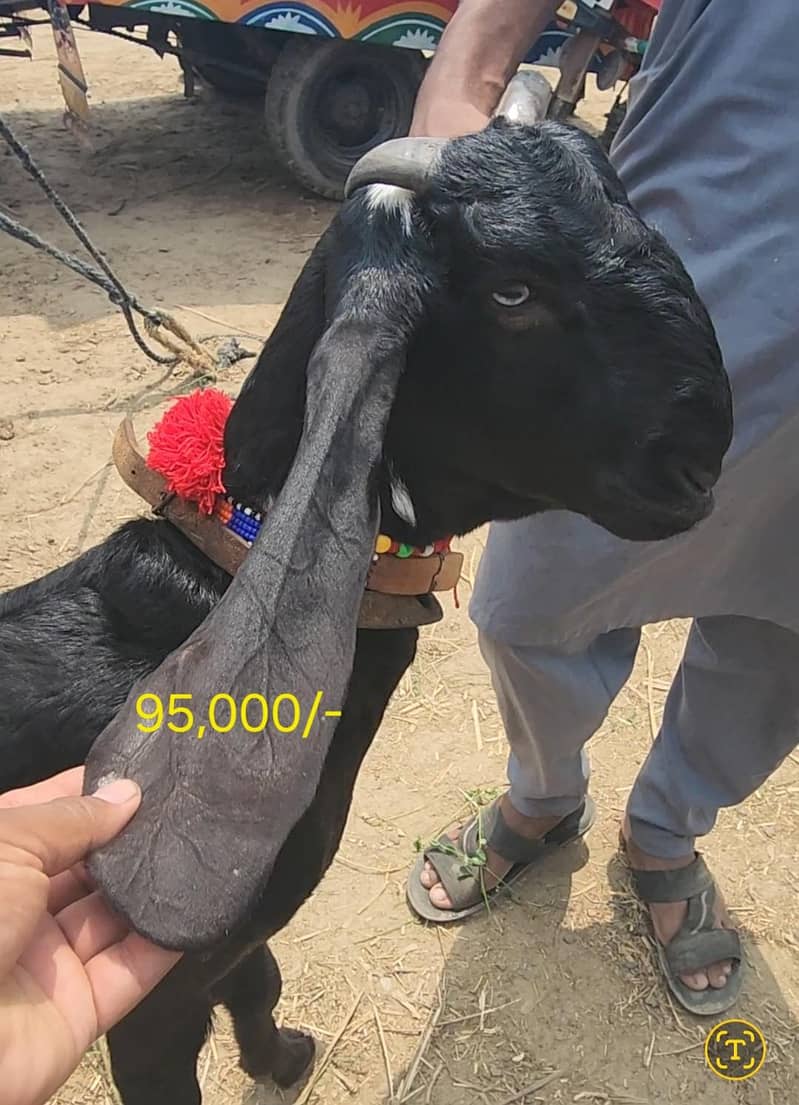 پیور نسلی 4 بکریاں + ناگری بریڈر بکرا | مکمل سیٹ اپ فروخت 5