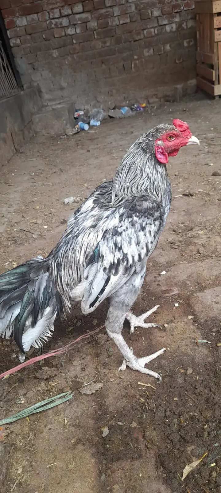 Pure Mianwali Aseel Murga | Heavy Bloodline Speed — photo 6