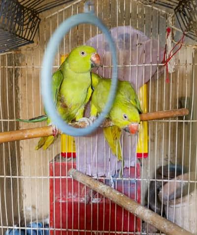 Green parrot pair