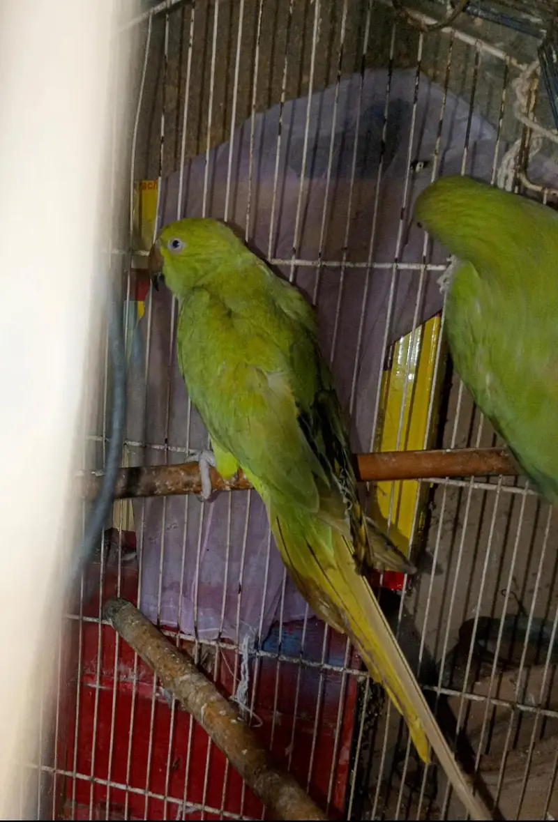 Green parrot pair — photo 2