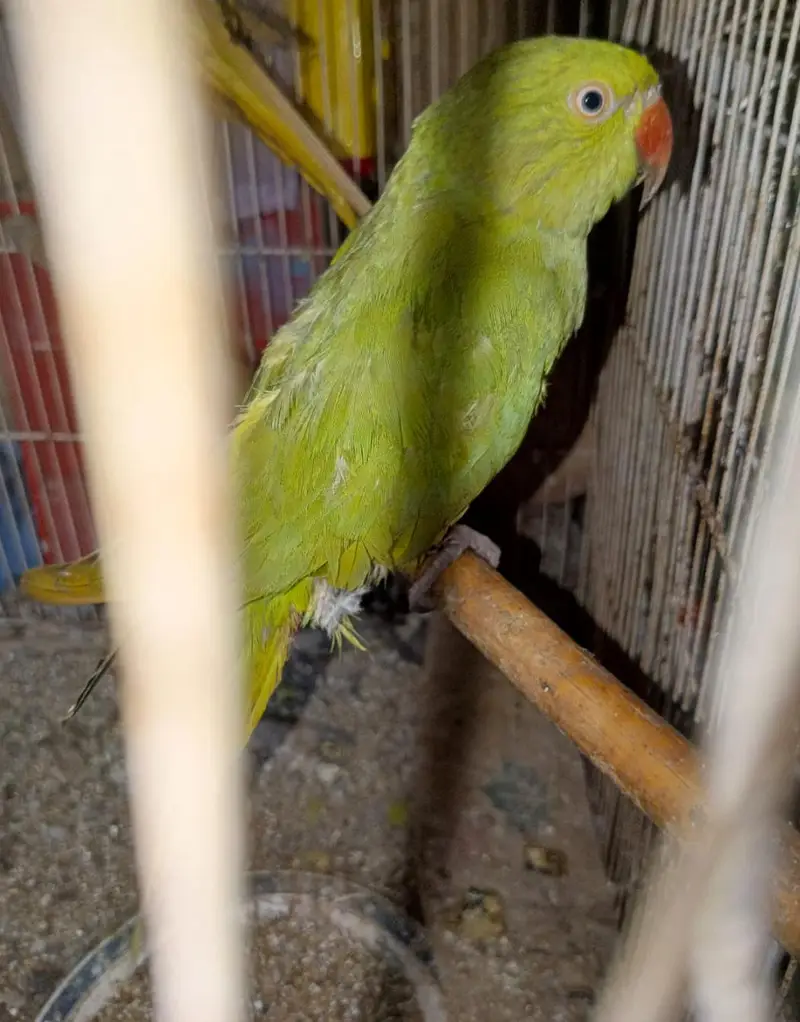 Green parrot pair — photo 3