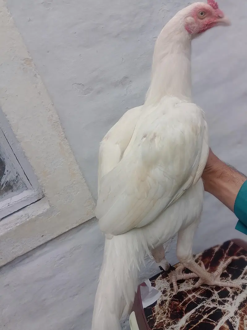 Location Taxila (03279947502) — photo 3