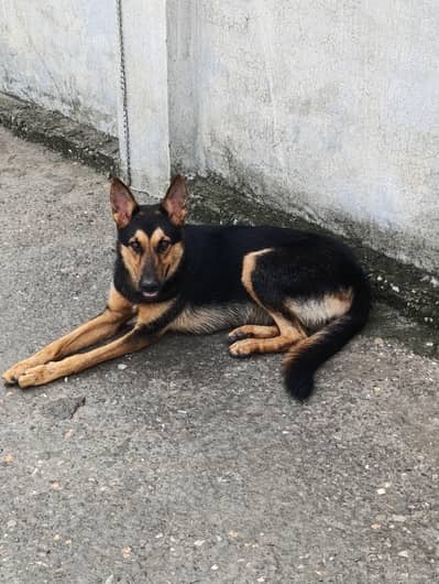 Long Coat Puppy |  German shepherd Puppy |  GSD | Female pupp