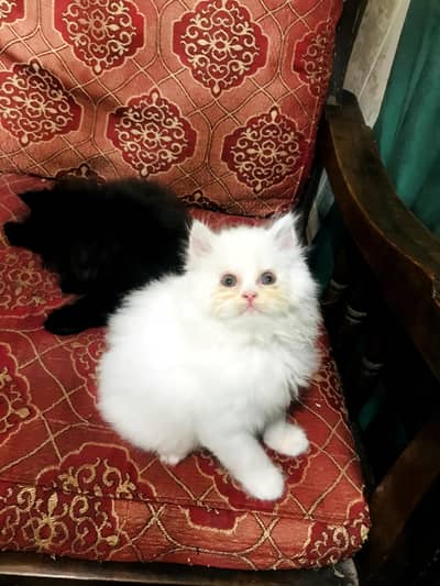 kitten