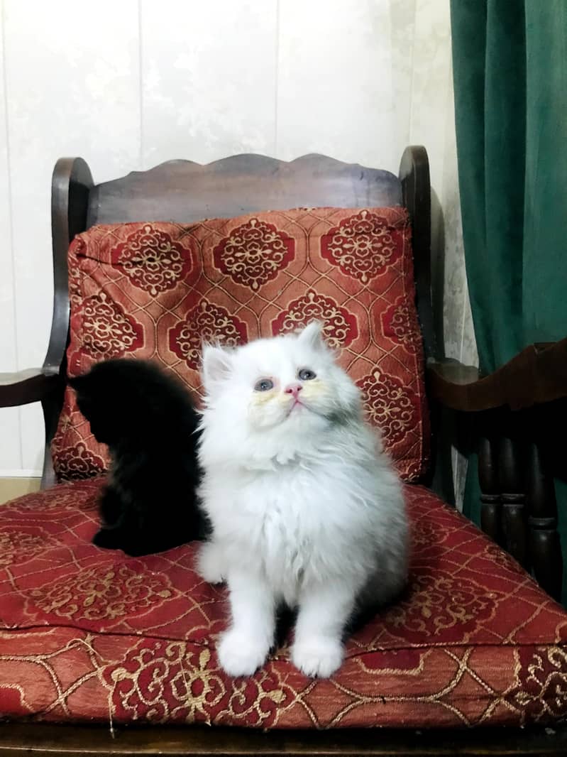 kitten 2