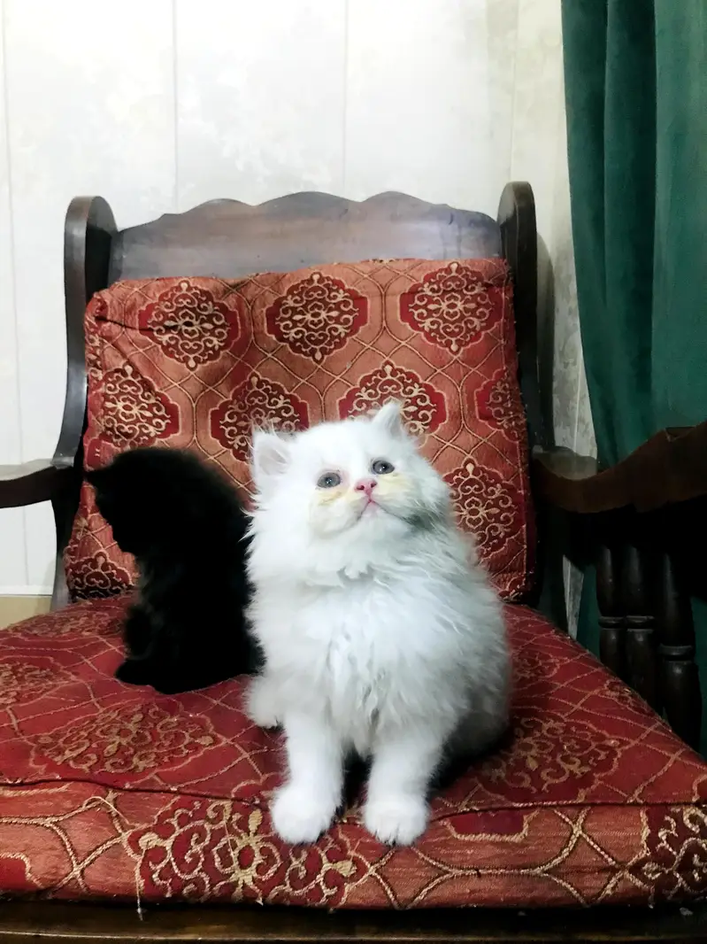 kitten — photo 3