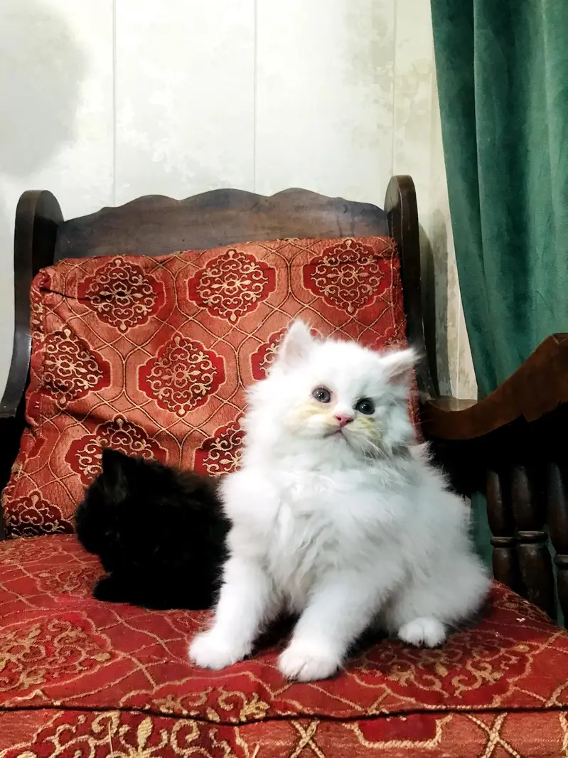 kitten — photo 5