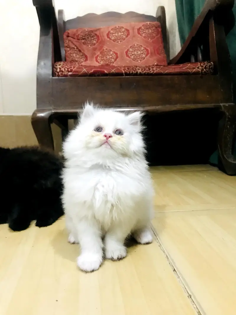 kitten — photo 6