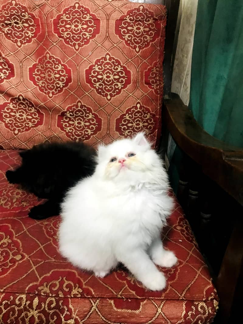 kitten 6
