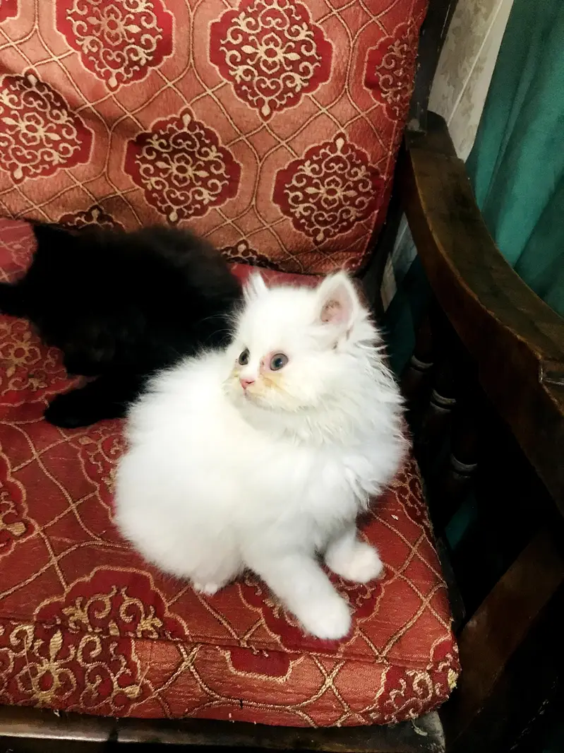 kitten — photo 8