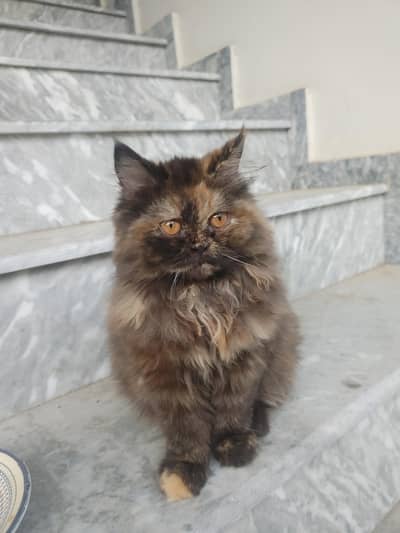 Persian Female Cat For Sale Tripal Coat