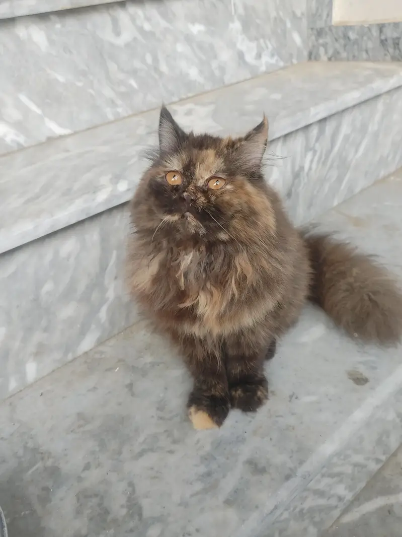 Persian Female Cat For Sale Tripal Coat — photo 2