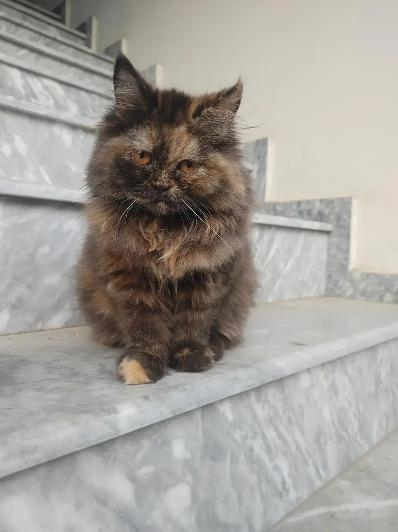 Persian Female Cat For Sale Tripal Coat — photo 3