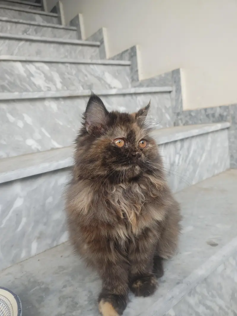 Persian Female Cat For Sale Tripal Coat — photo 4