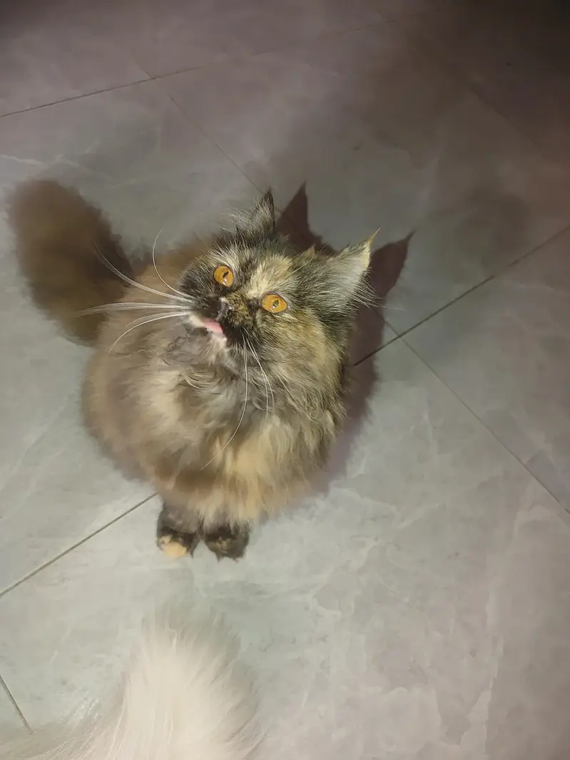 Persian Female Cat For Sale Tripal Coat — photo 5