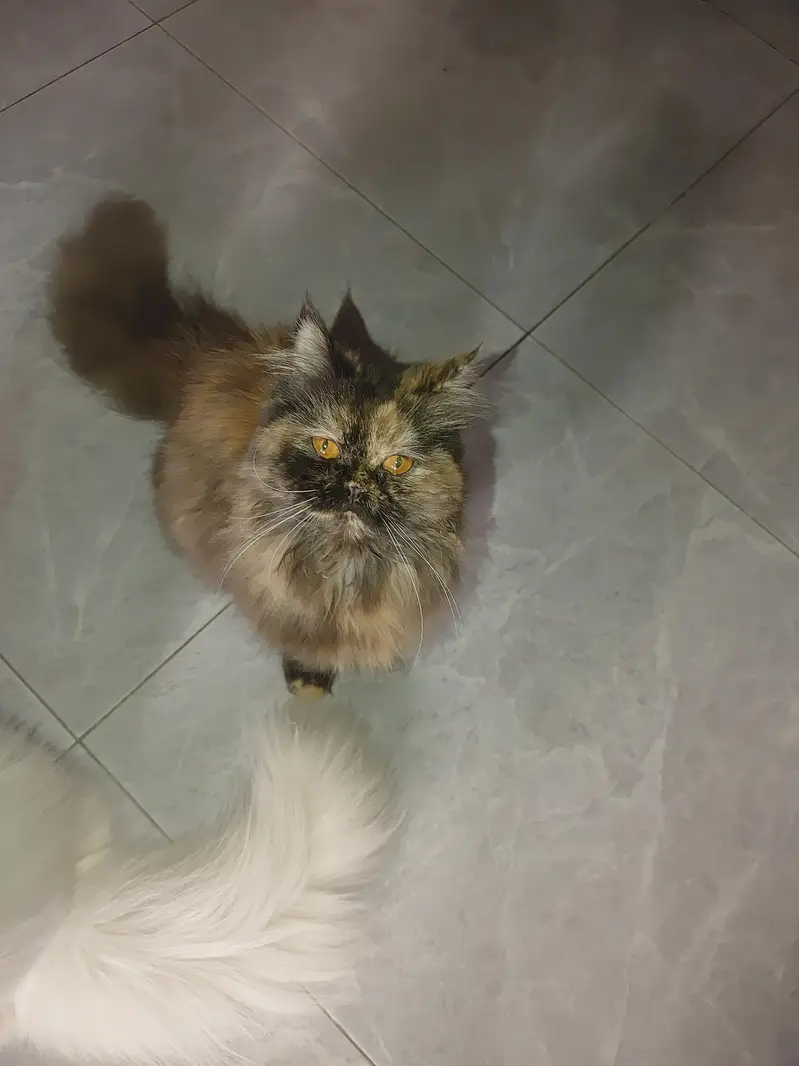Persian Female Cat For Sale Tripal Coat — photo 6