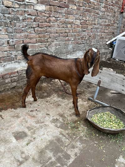 Beetal Bacha