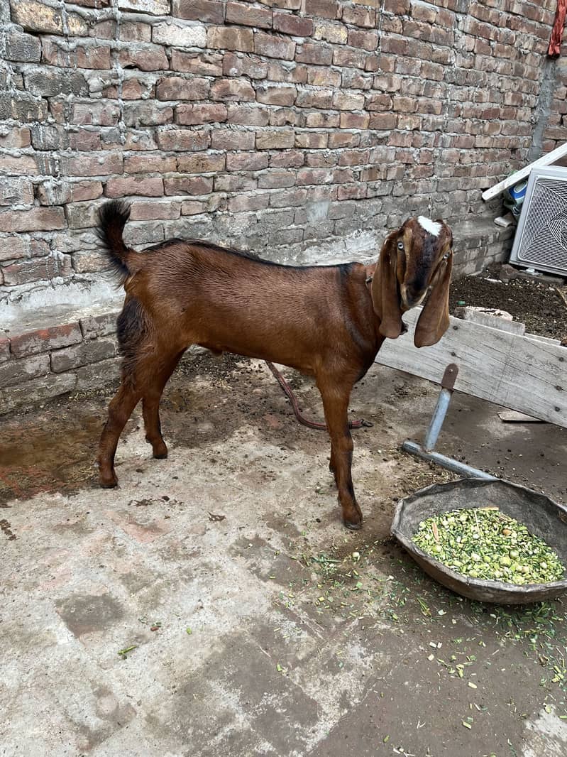 Beetal Bacha 0