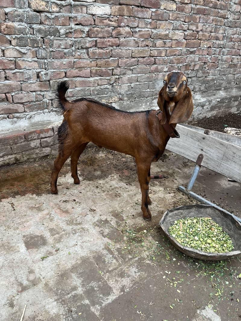 Beetal Bacha 1