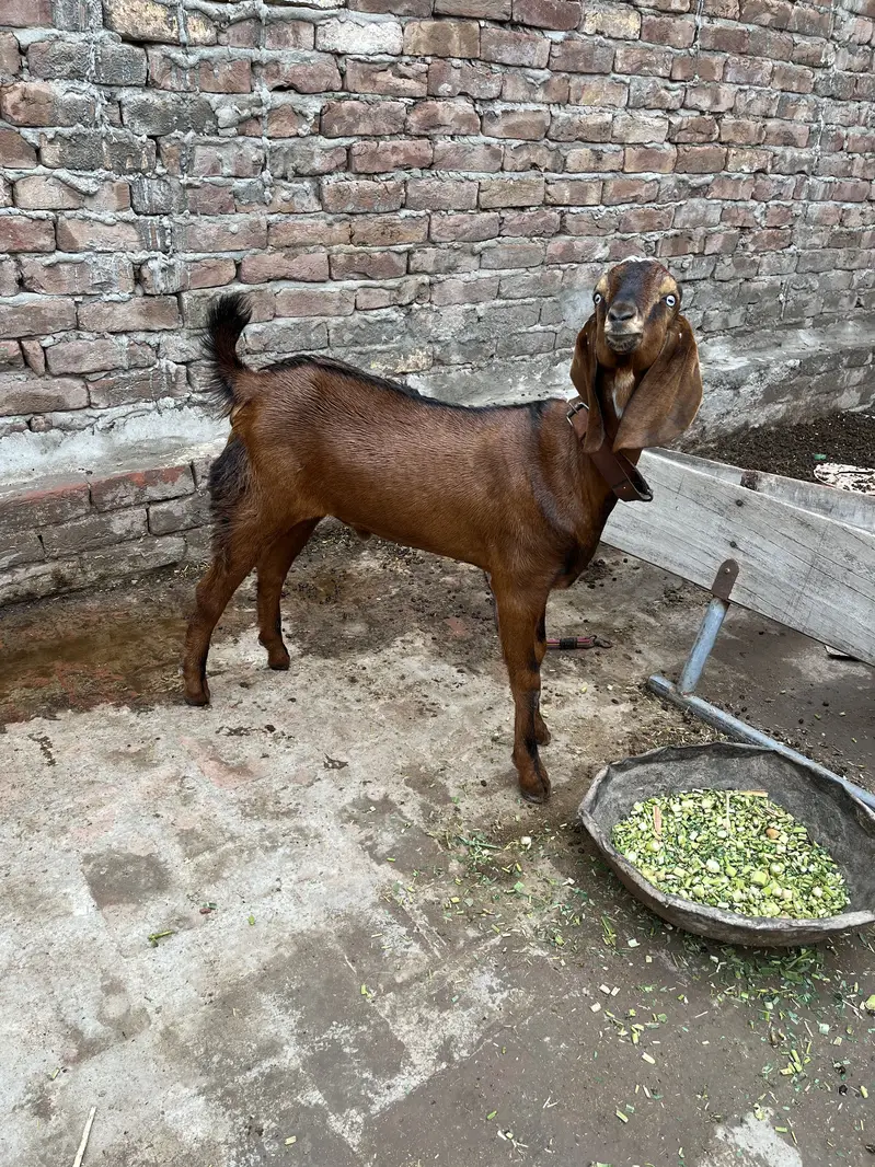 Beetal Bacha — photo 2