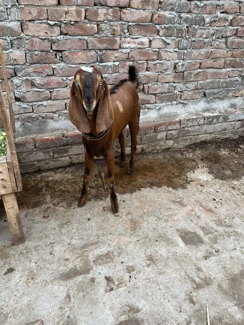 Beetal Bacha — photo 5