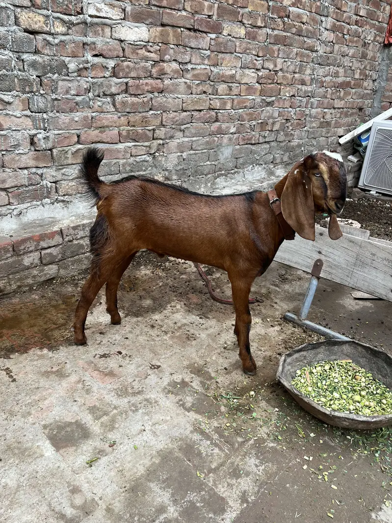 Beetal Bacha — photo 6