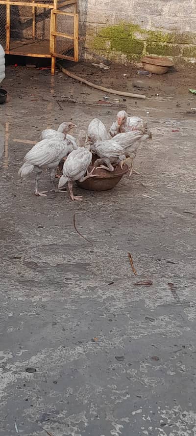 pour hera aseel chicks