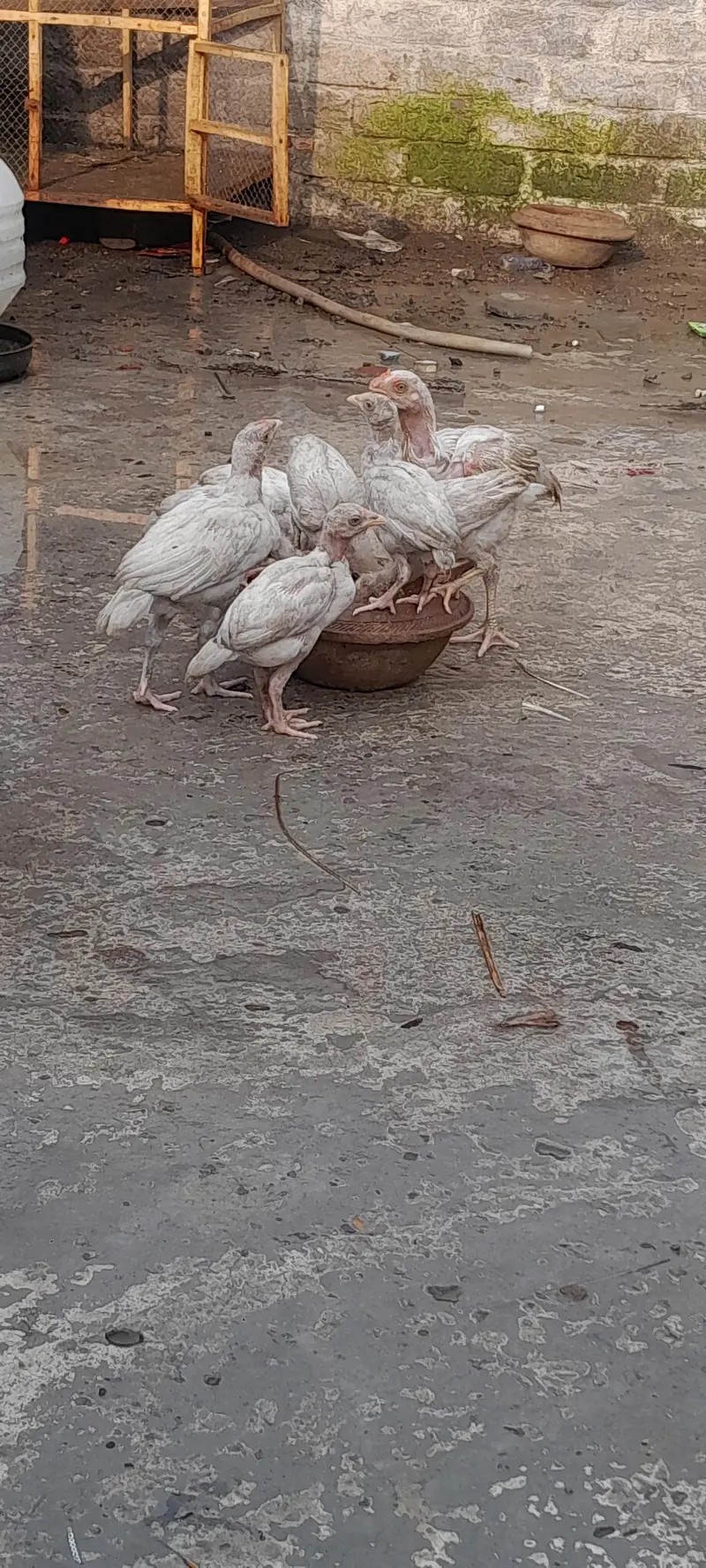 pour hera aseel chicks — photo 2