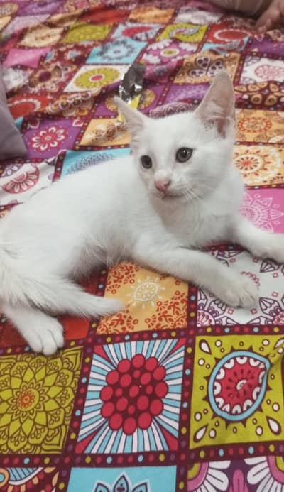 two kitten sell