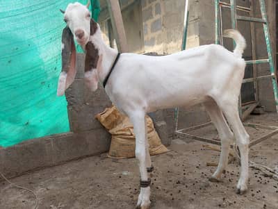 Gulabi,Path,bakri,Bakra,tapra,white,2 dant,