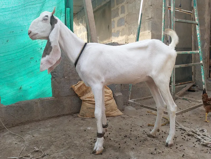 Gulabi,Path,bakri,Bakra,tapra,white,2 dant, — photo 2