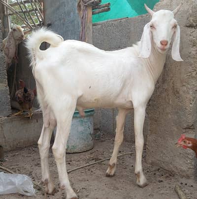 Gulabi,Path,bakri,Bakra,tapra,white,2 dant,
