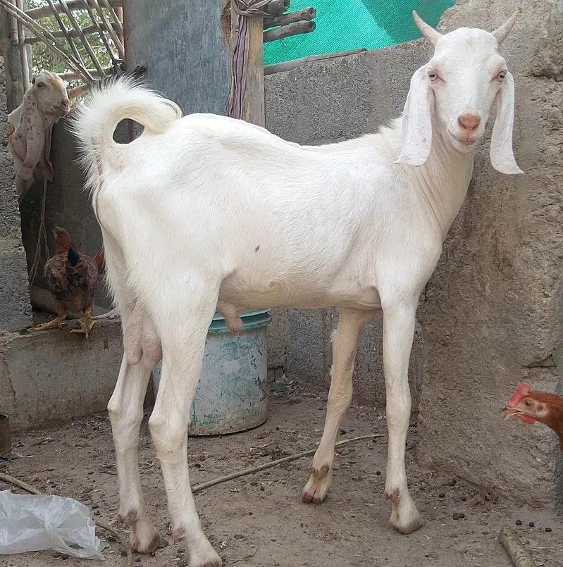 Gulabi,Path,bakri,Bakra,tapra,white,2 dant, — photo 3